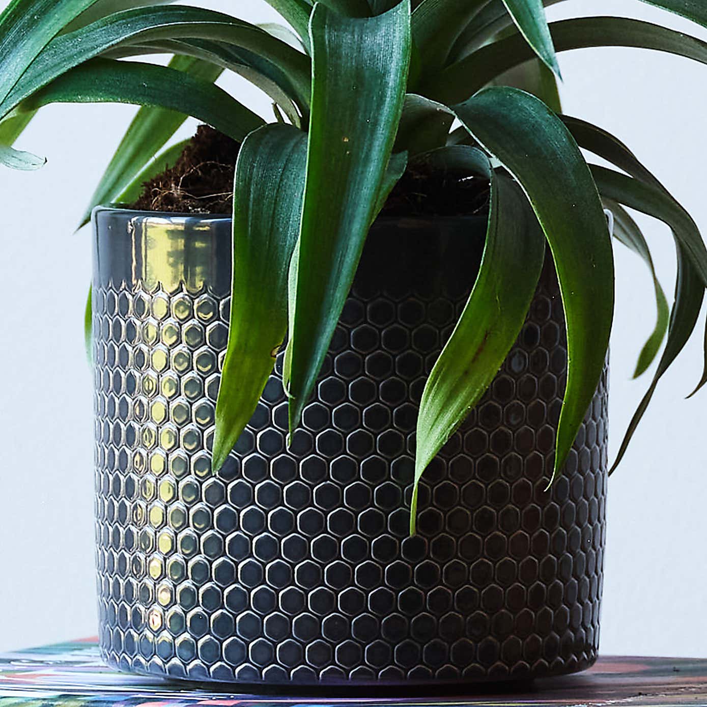 Pineapple House Plant in Capri Pot