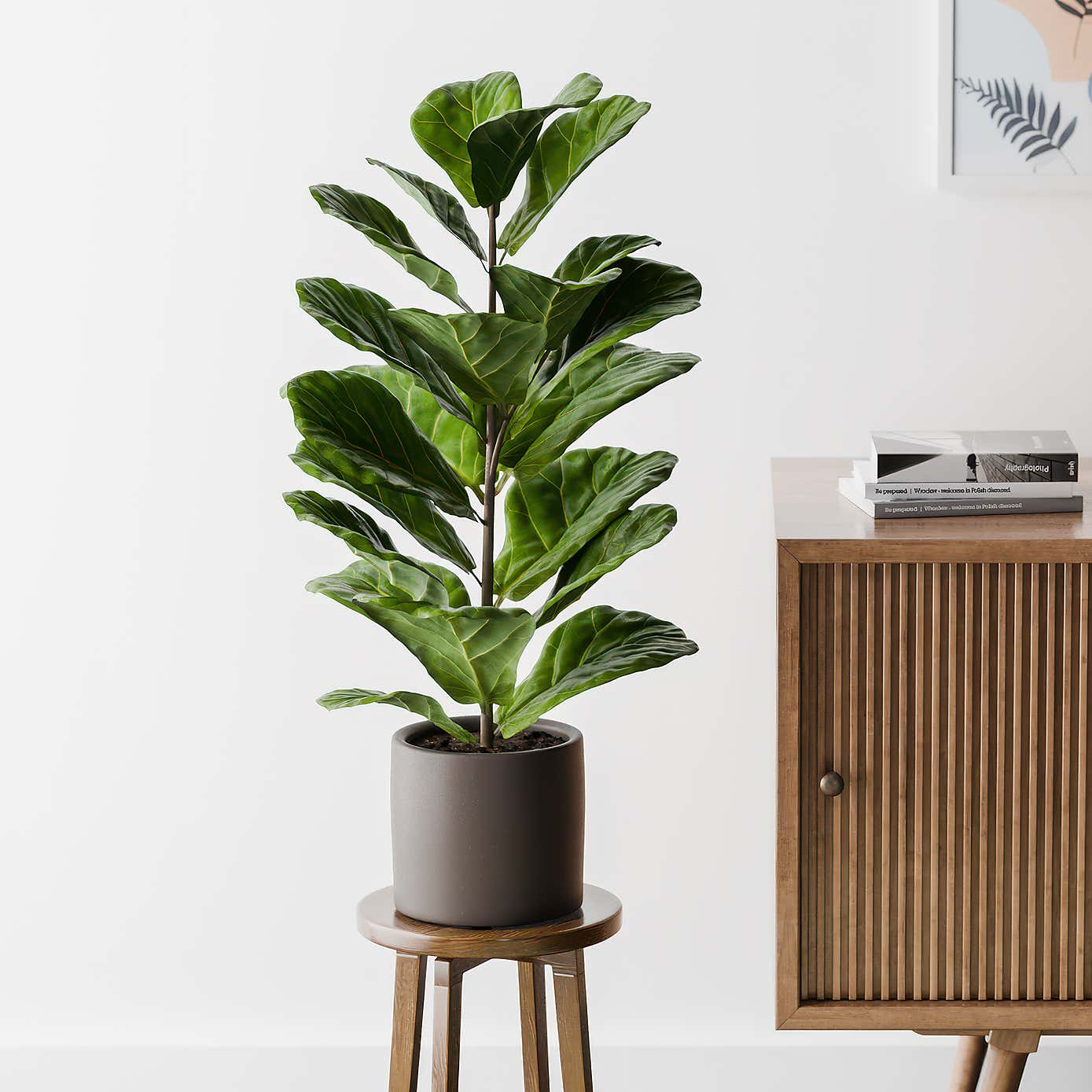 Beards & Daisies Fiddle Leaf Fig House Plant in Earthenware Pot
