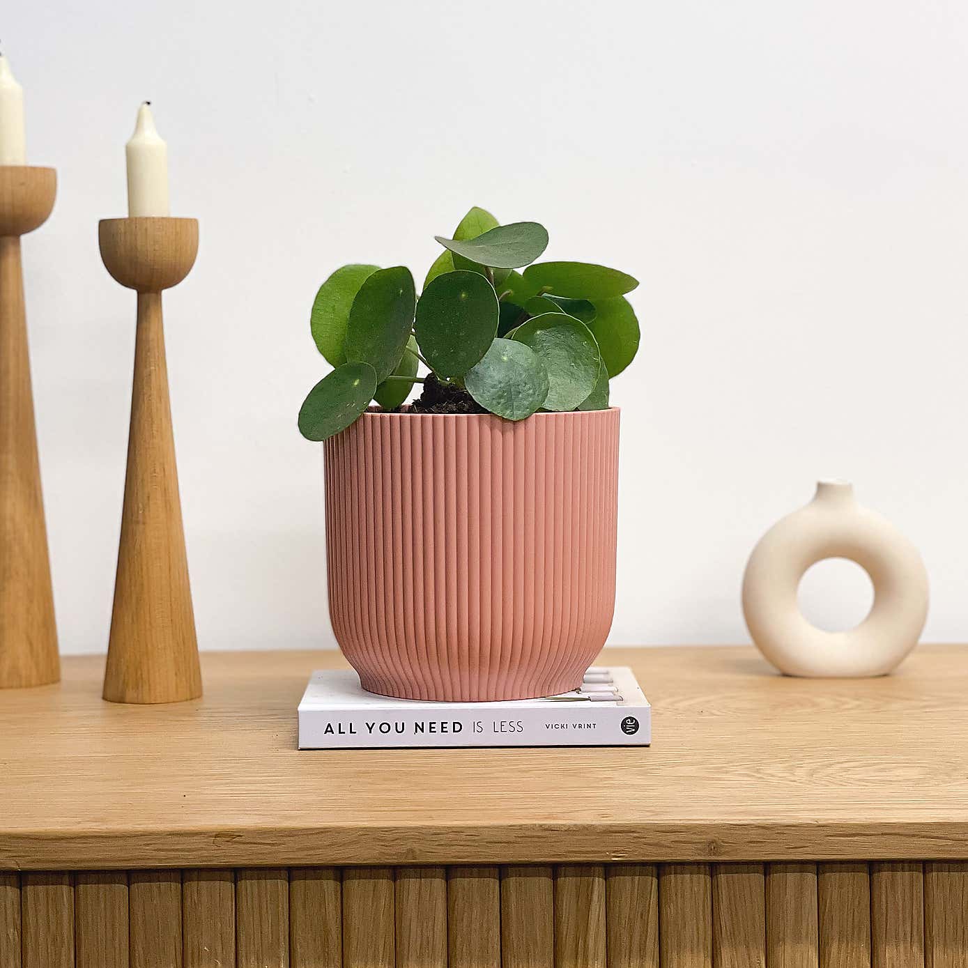 Chinese Money House Plant in Elho Pot