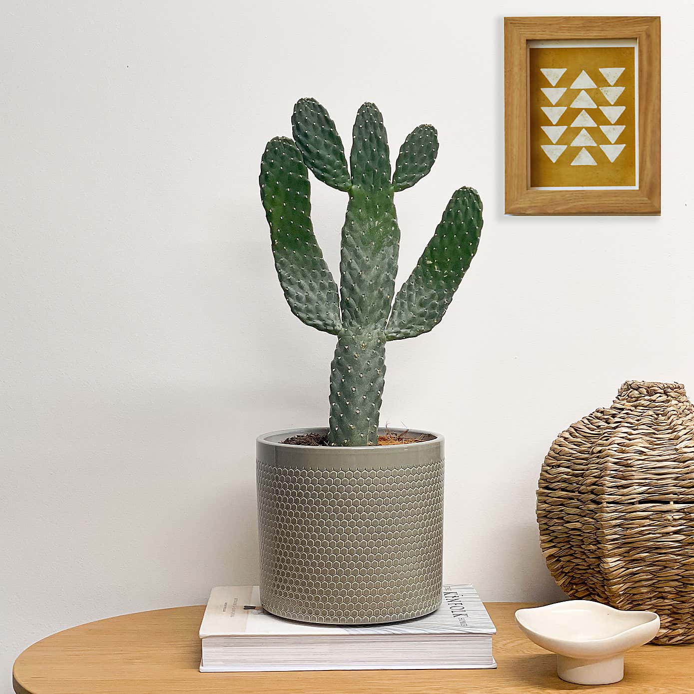 Cowboy Cactus House Plant in Capri Pot