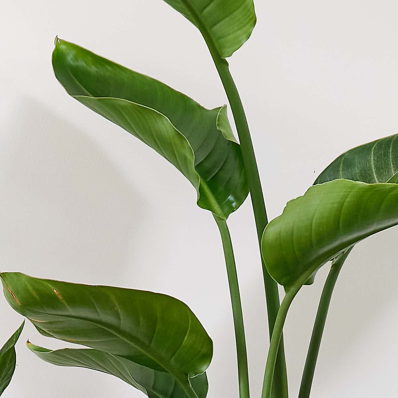 Business Potted House Plant Bundle