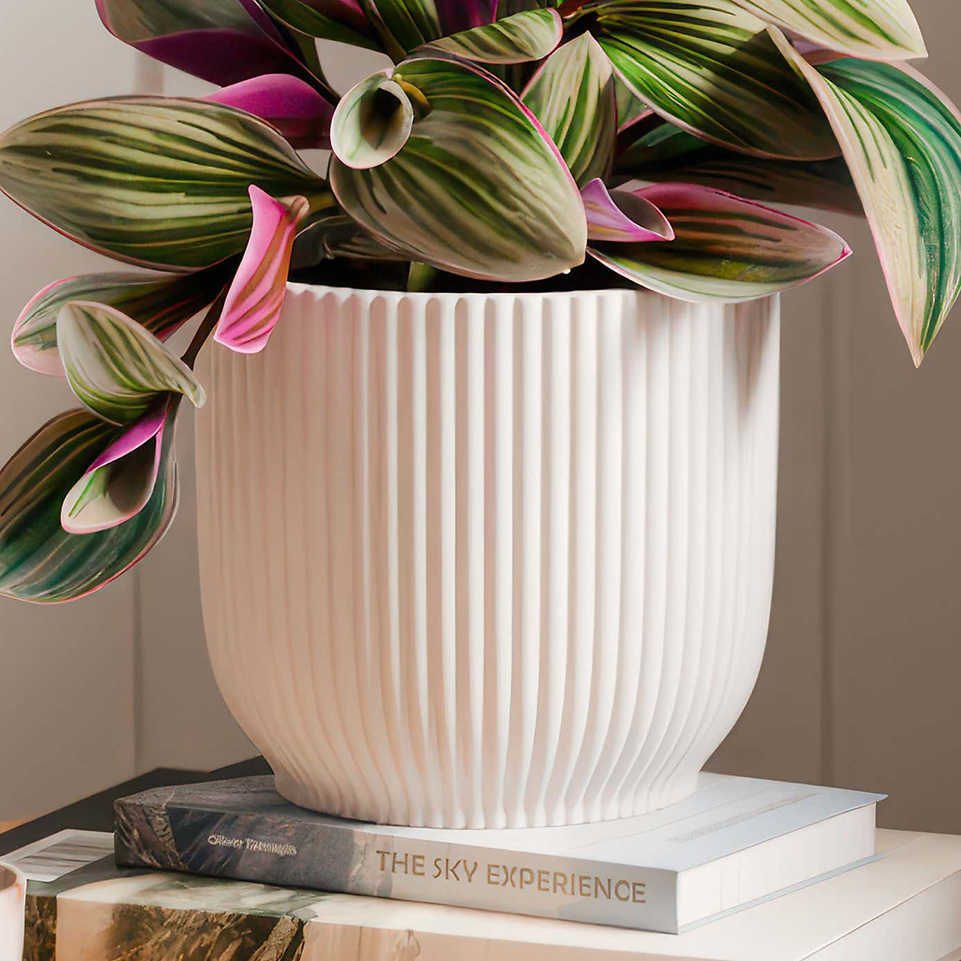 Tradescantia Nanouk House Plant in Elho Vibes Pot