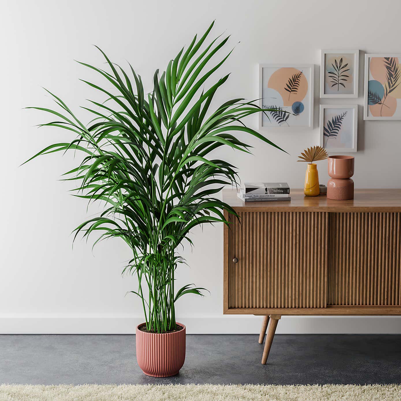 Kentia Palm House Plant in Elho Pot
