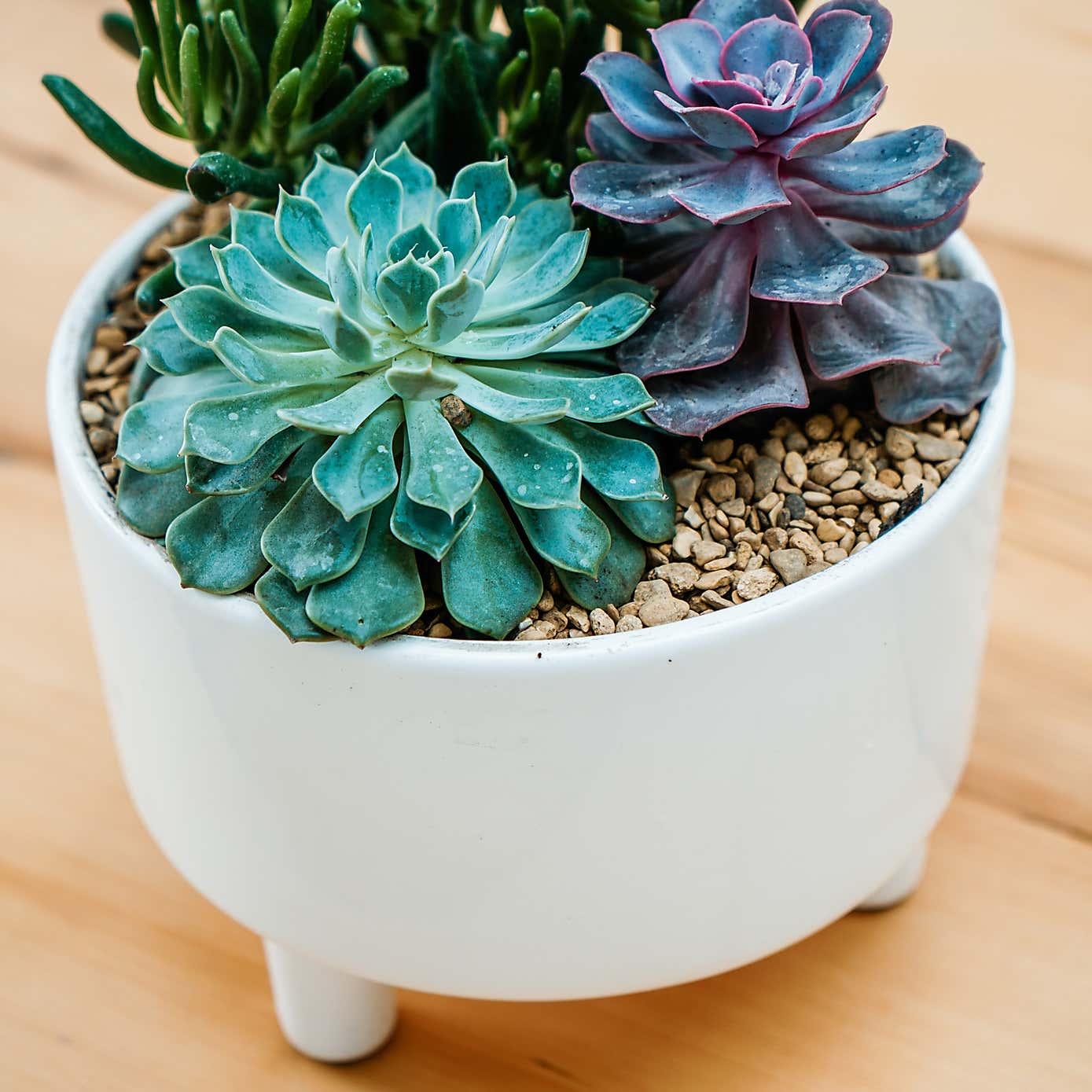 Pisa Plant Bowl
