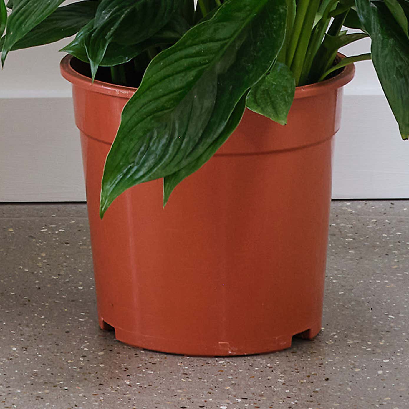 Peace Lily House Plant