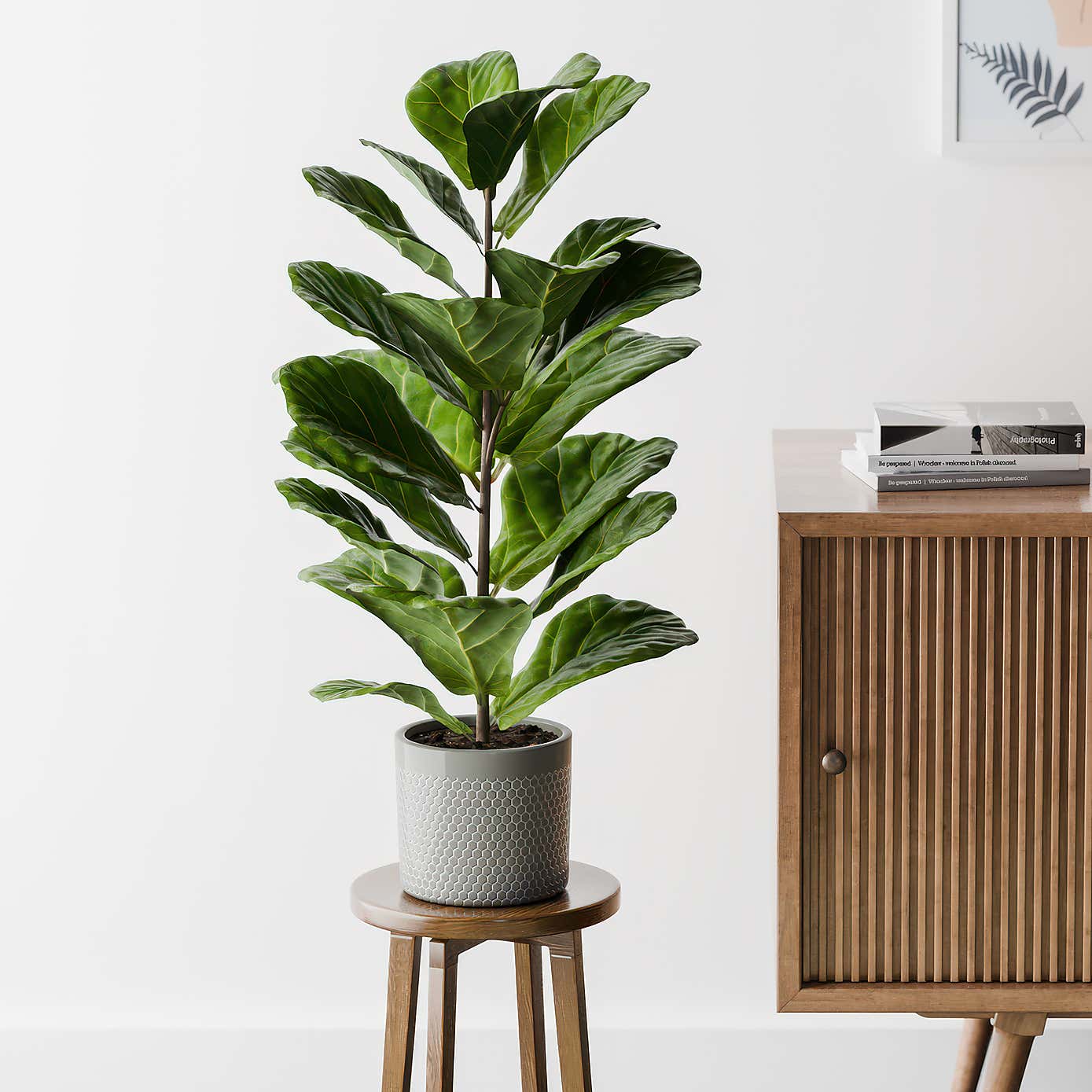 Beards & Daisies Fiddle Leaf Fig House Plant in Capri Pot