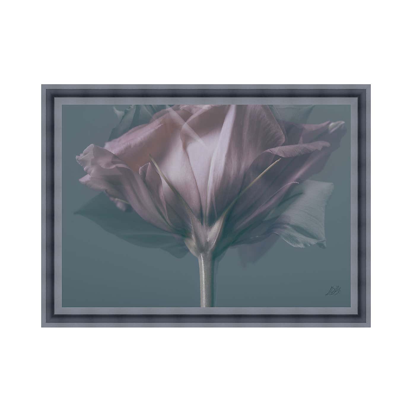 The Art Group Elegant Rose Framed Print