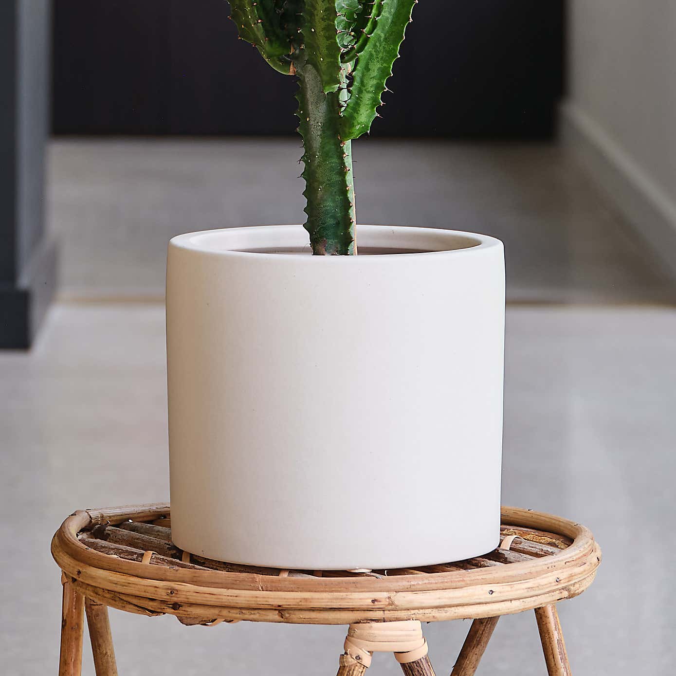 Euphorbia Trigona House Plant in Earthenware Pot