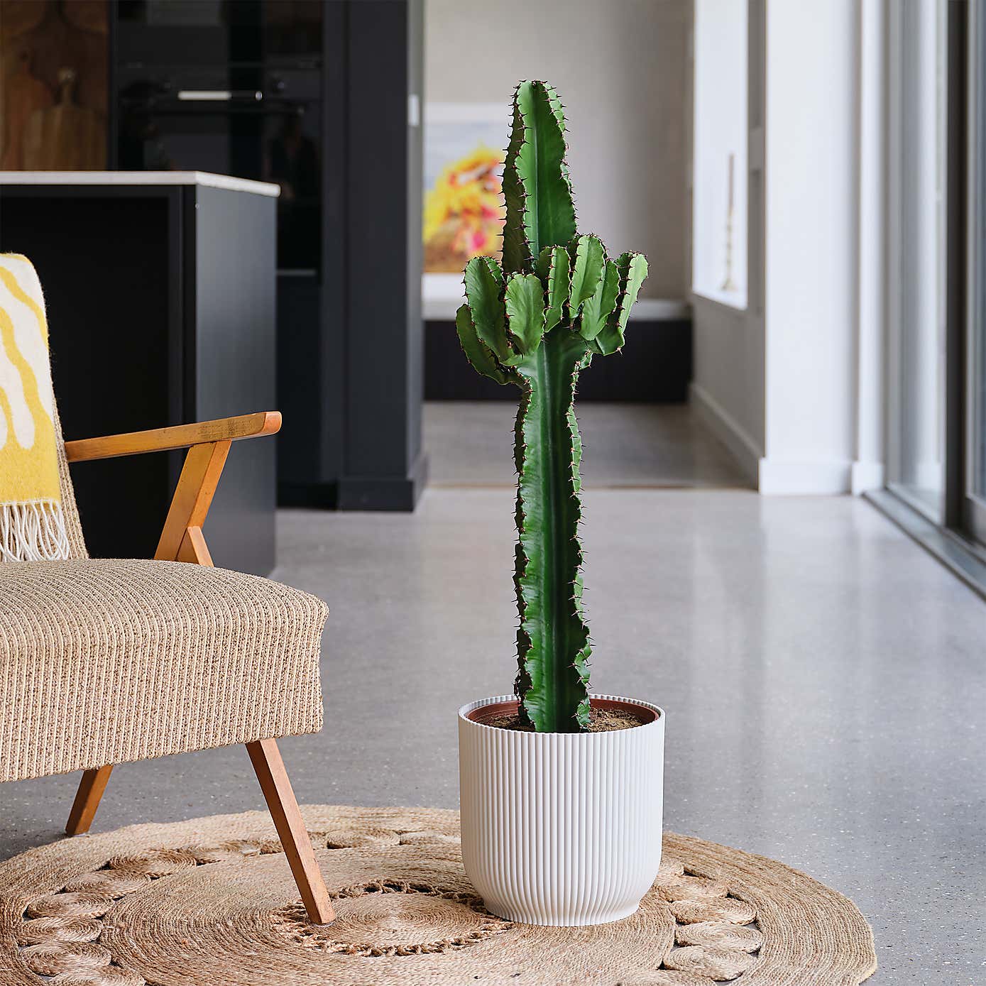 Euphorbia Trigona House Plant in Elho Pot