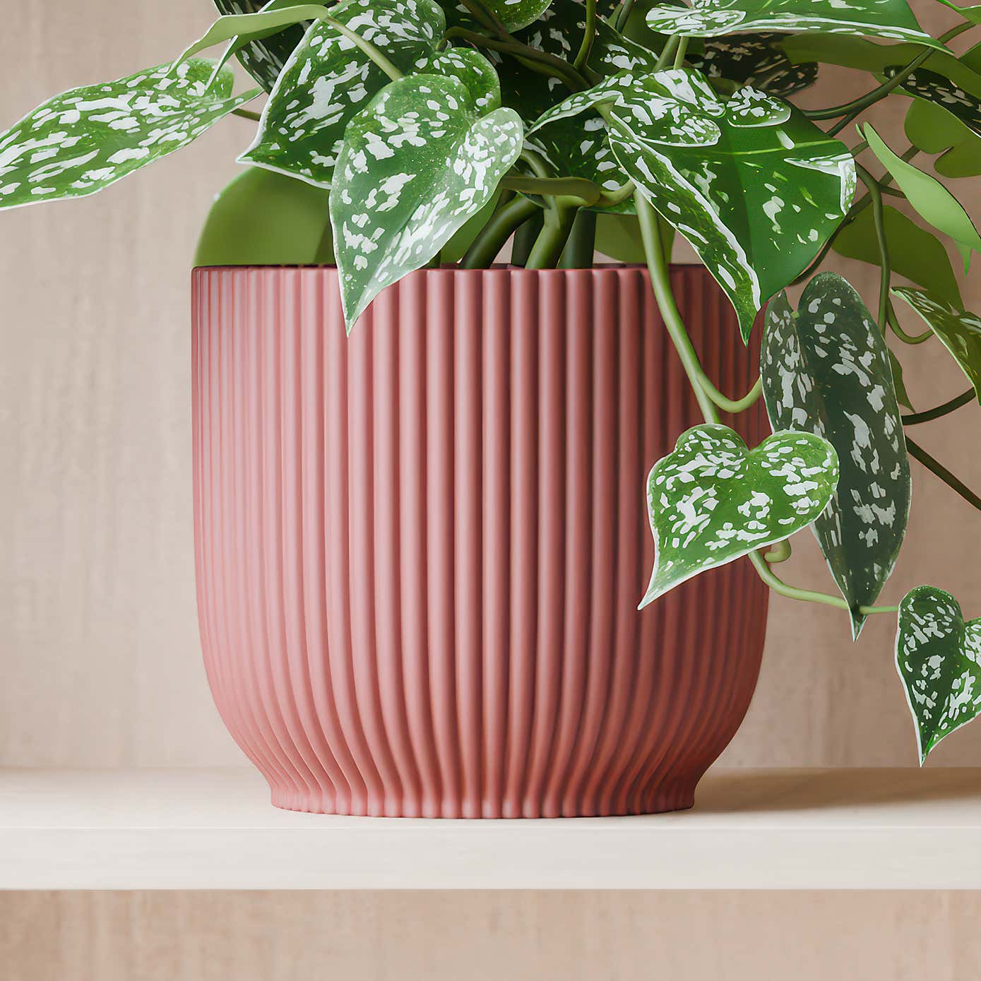 Beards & Daisies Trailing Satin Pothos House Plant in Elho Pot