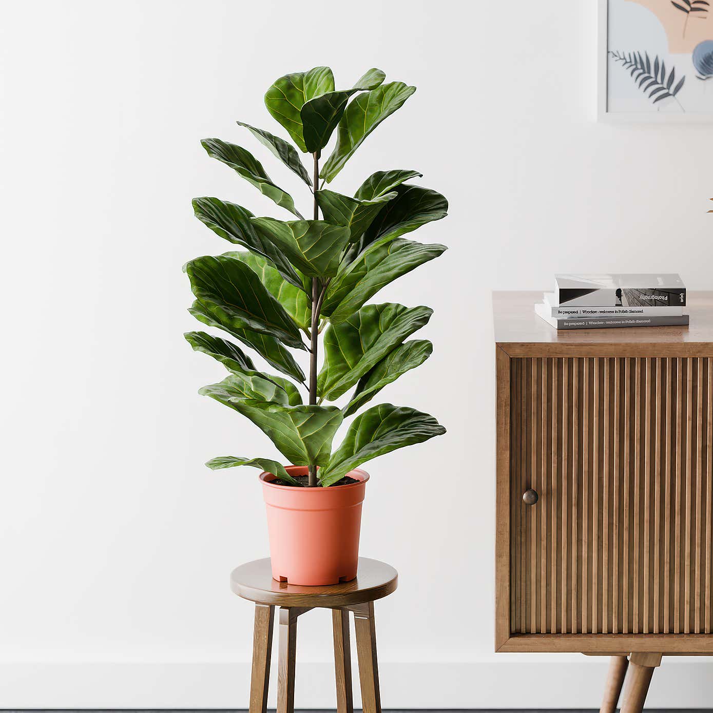 Beards & Daisies Fiddle Leaf Fig House Plant