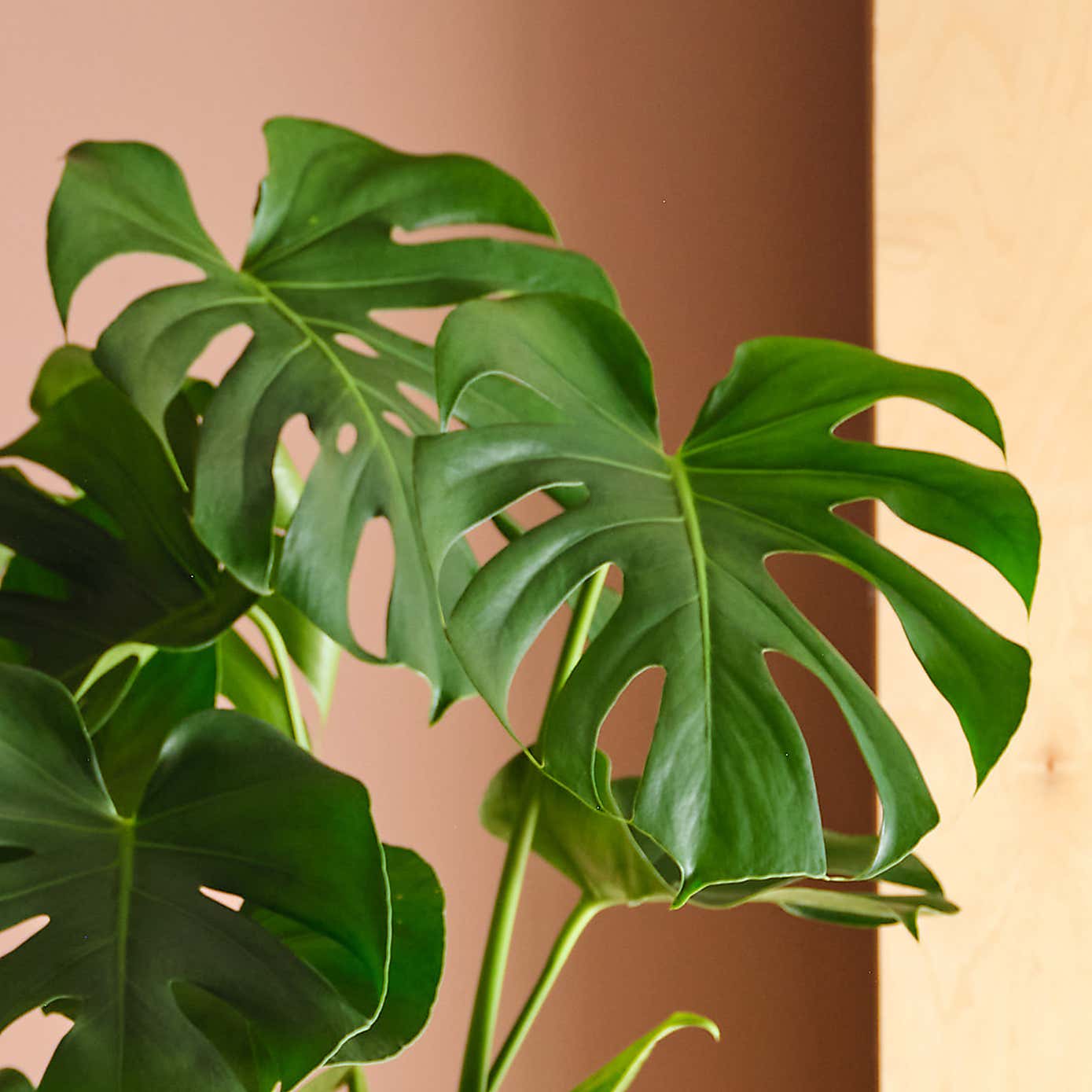 Swiss Cheese House Plant