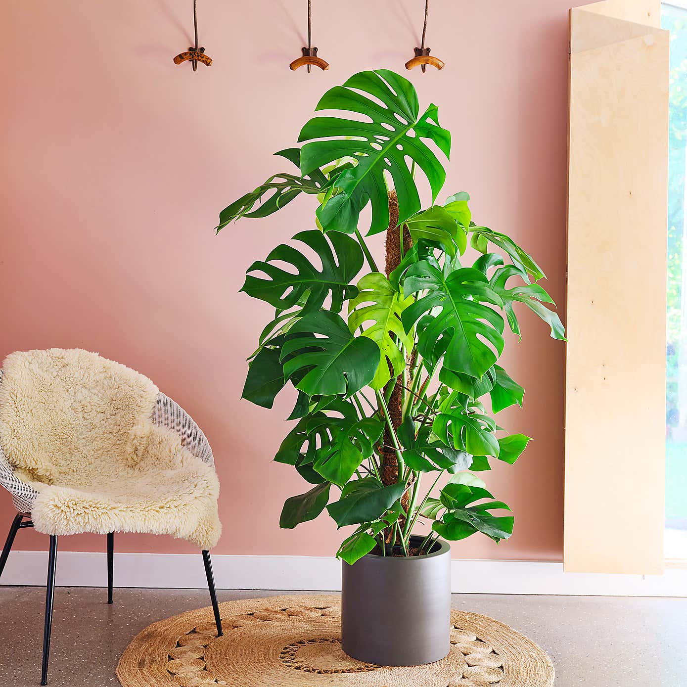 Swiss Cheese House Plant in Earthenware Pot