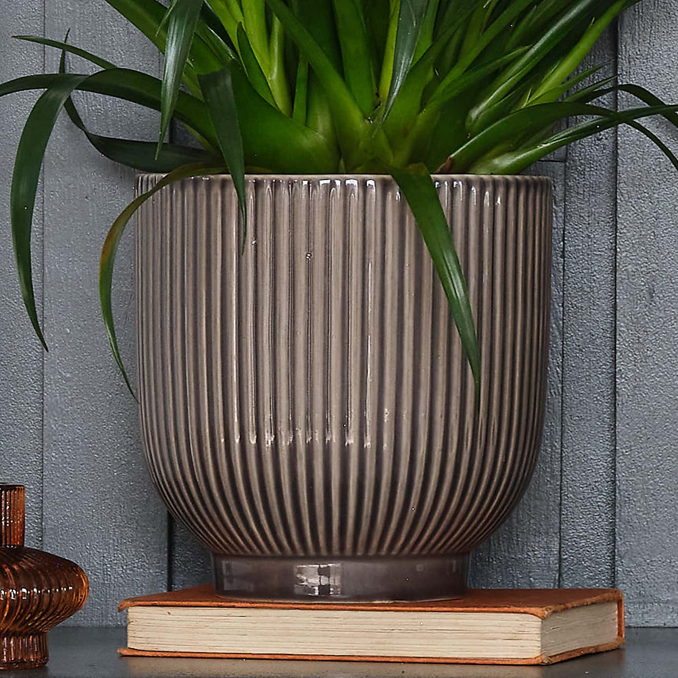 Vriesea Astrid House Plant in Ribbed Pot