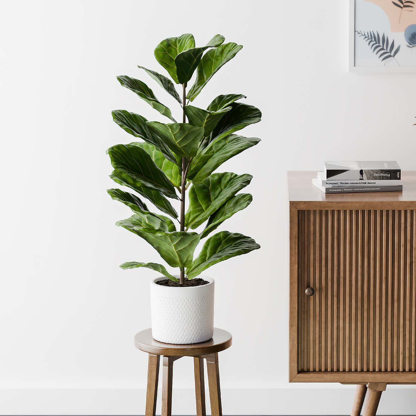 Beards & Daisies Fiddle Leaf Fig House Plant in Capri Pot