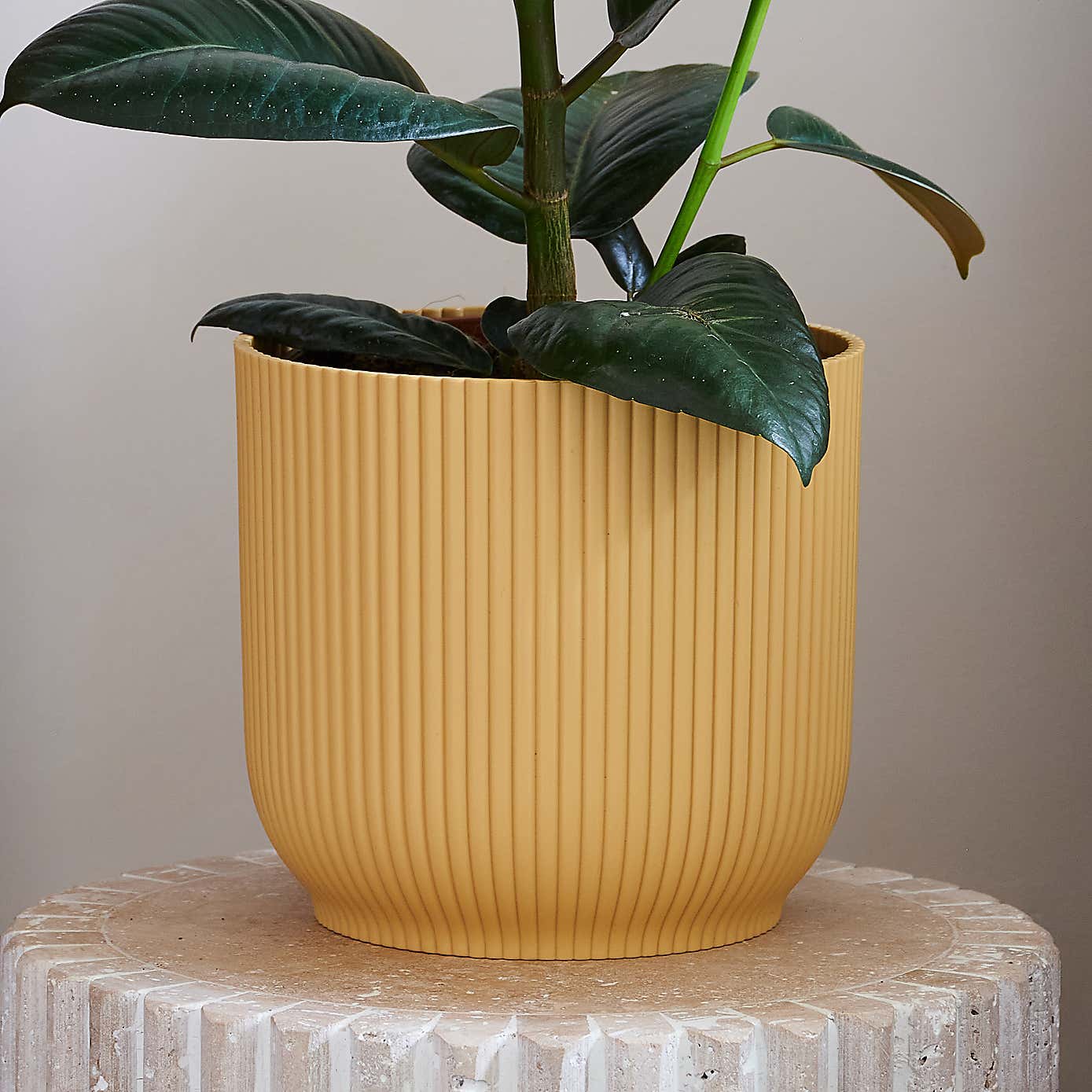 Beards & Daisies Rubber Plant House Plant in Vibes Pot