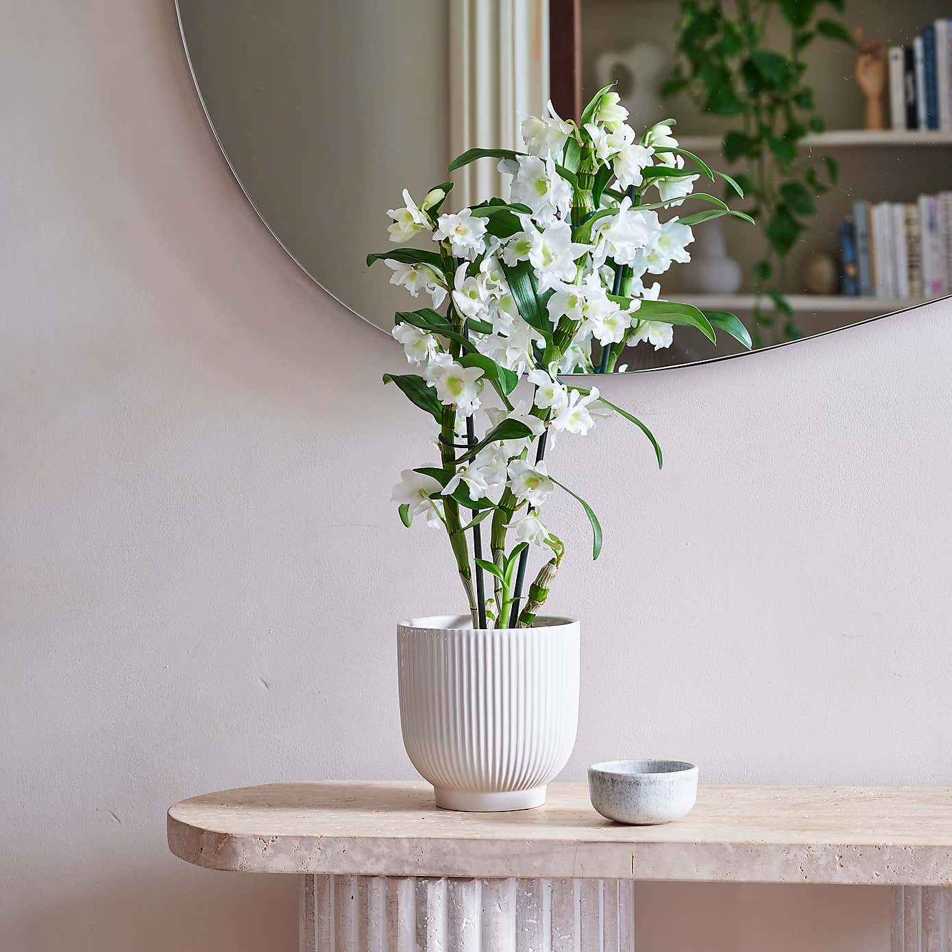 Beards & Daisies Dendrobium Bamboo Orchid House Plant in Ribbed Pot