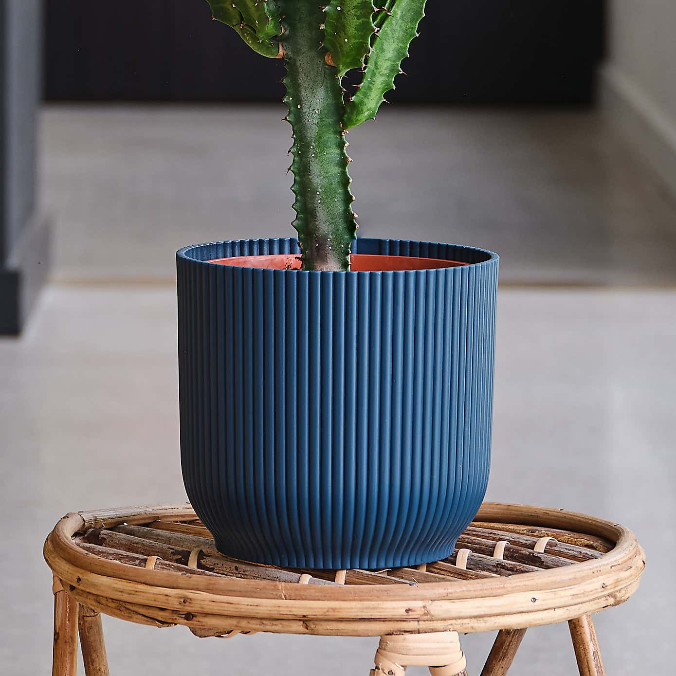 Euphorbia Trigona House Plant in Elho Pot