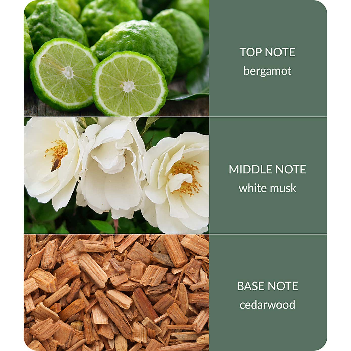 Bamboo Cedarwood & White Musk Diffuser