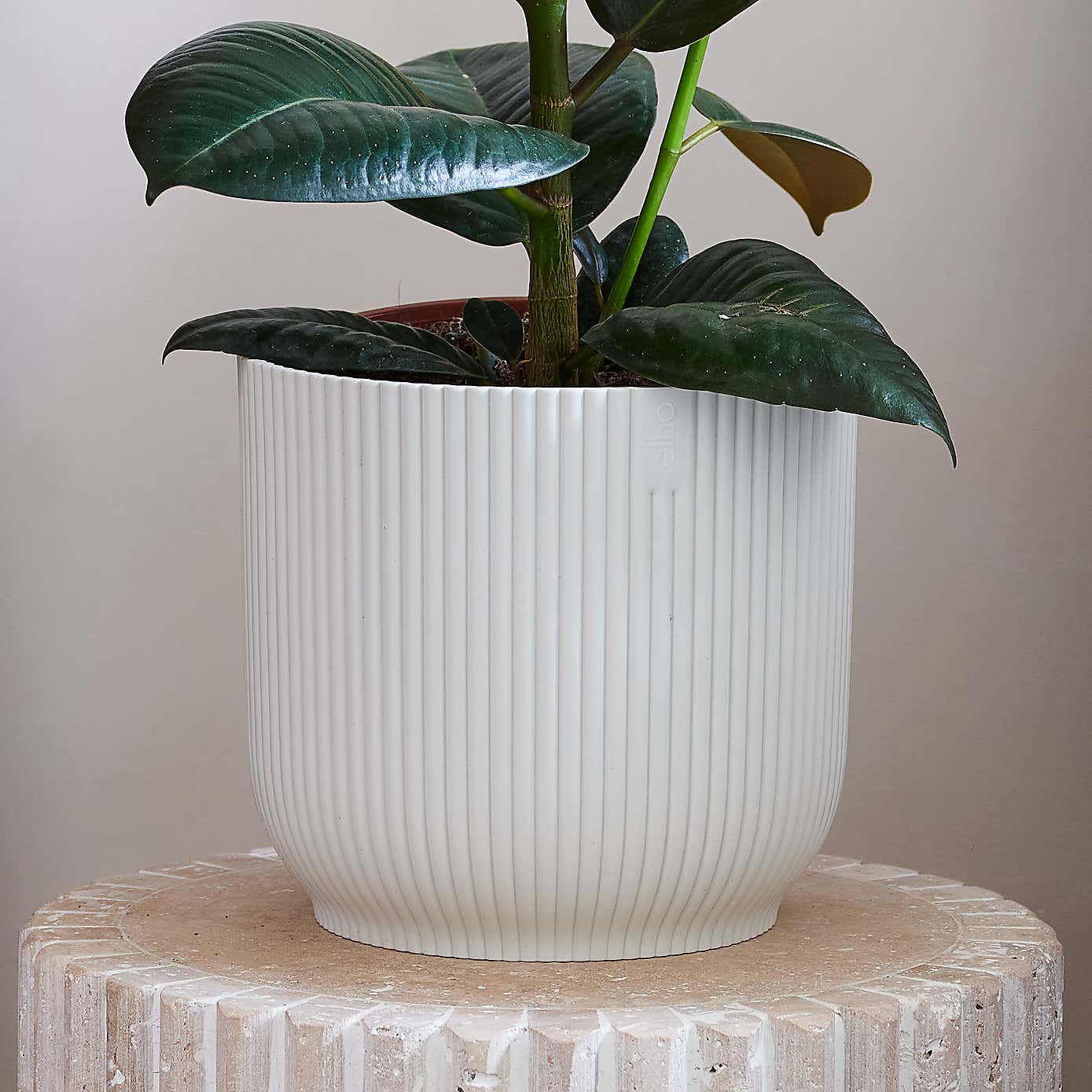 Beards & Daisies Rubber Plant House Plant in Vibes Pot