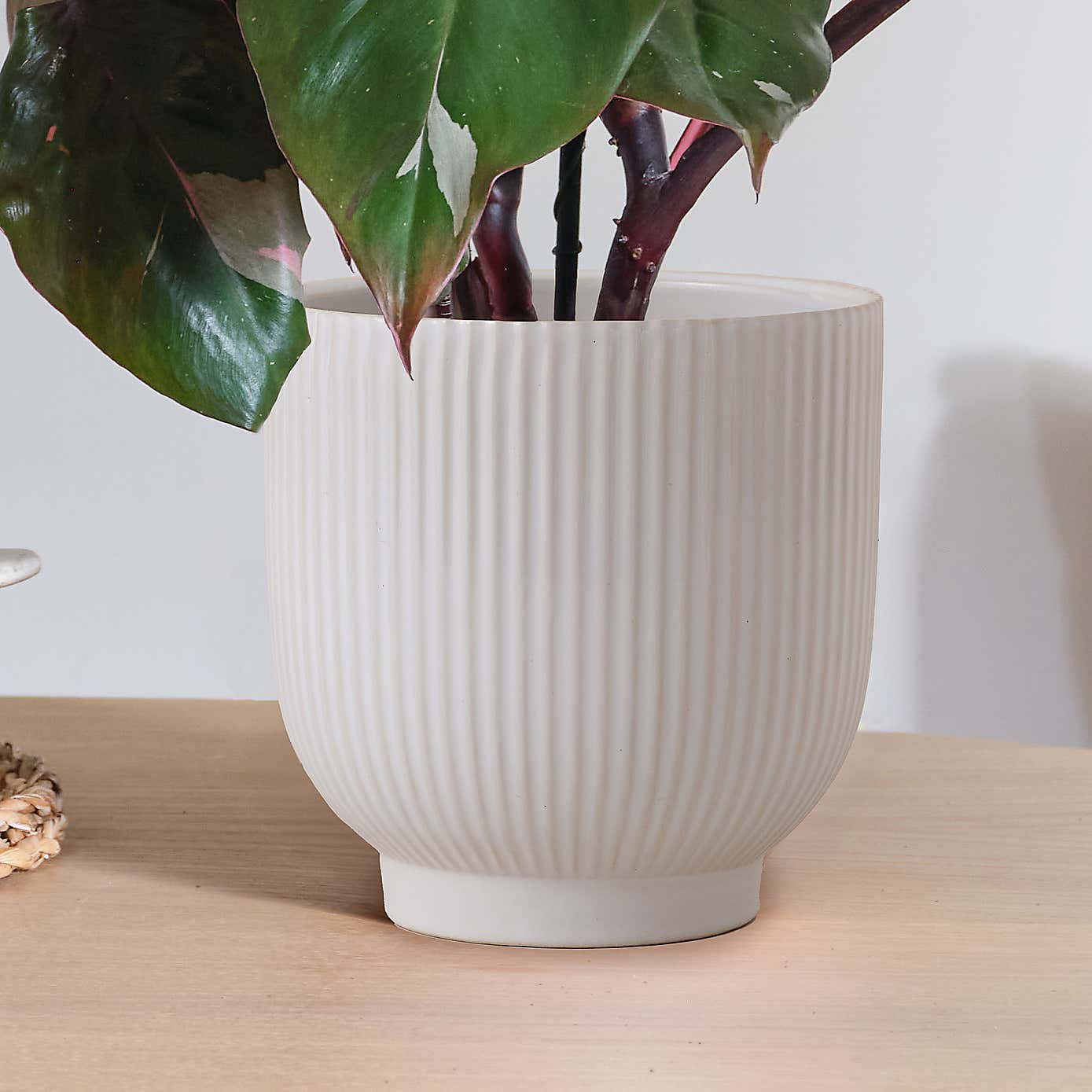 Philodendron Pink Princess in Ribbed Ceramic Pot