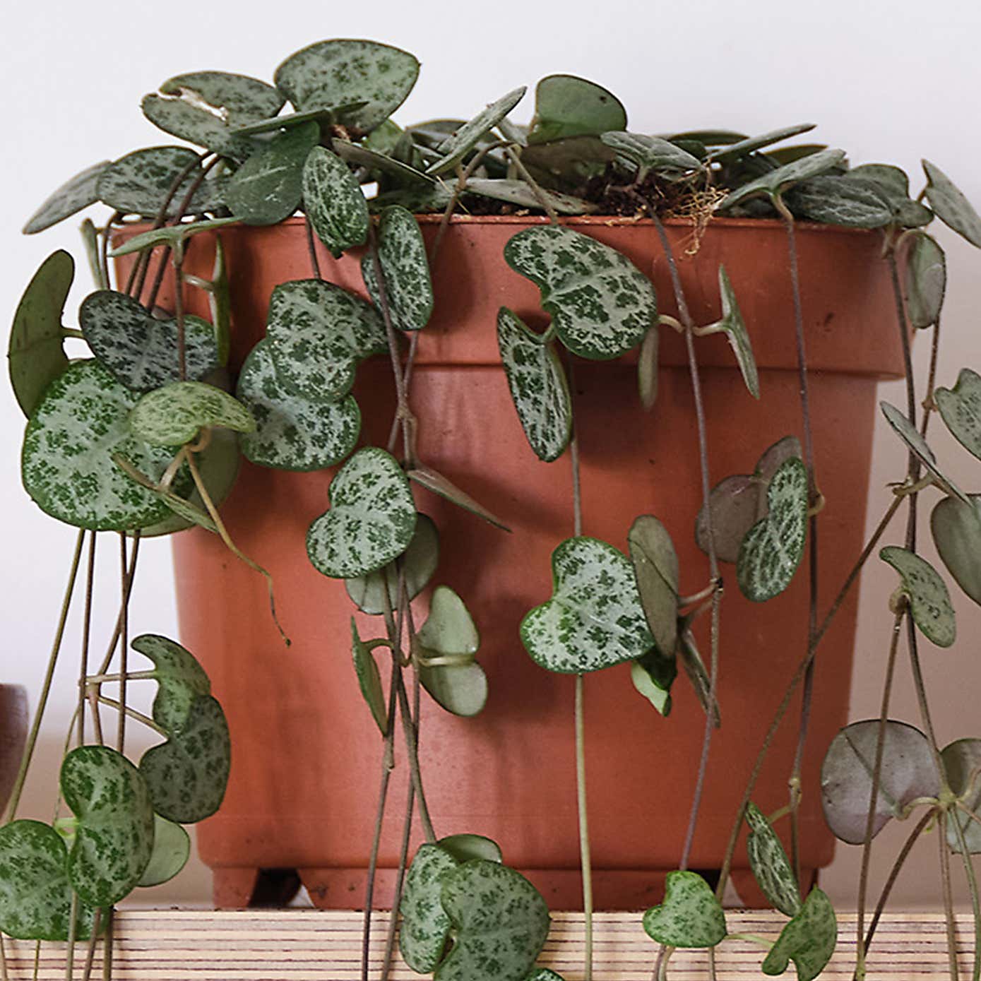 String Of Hearts House Plant