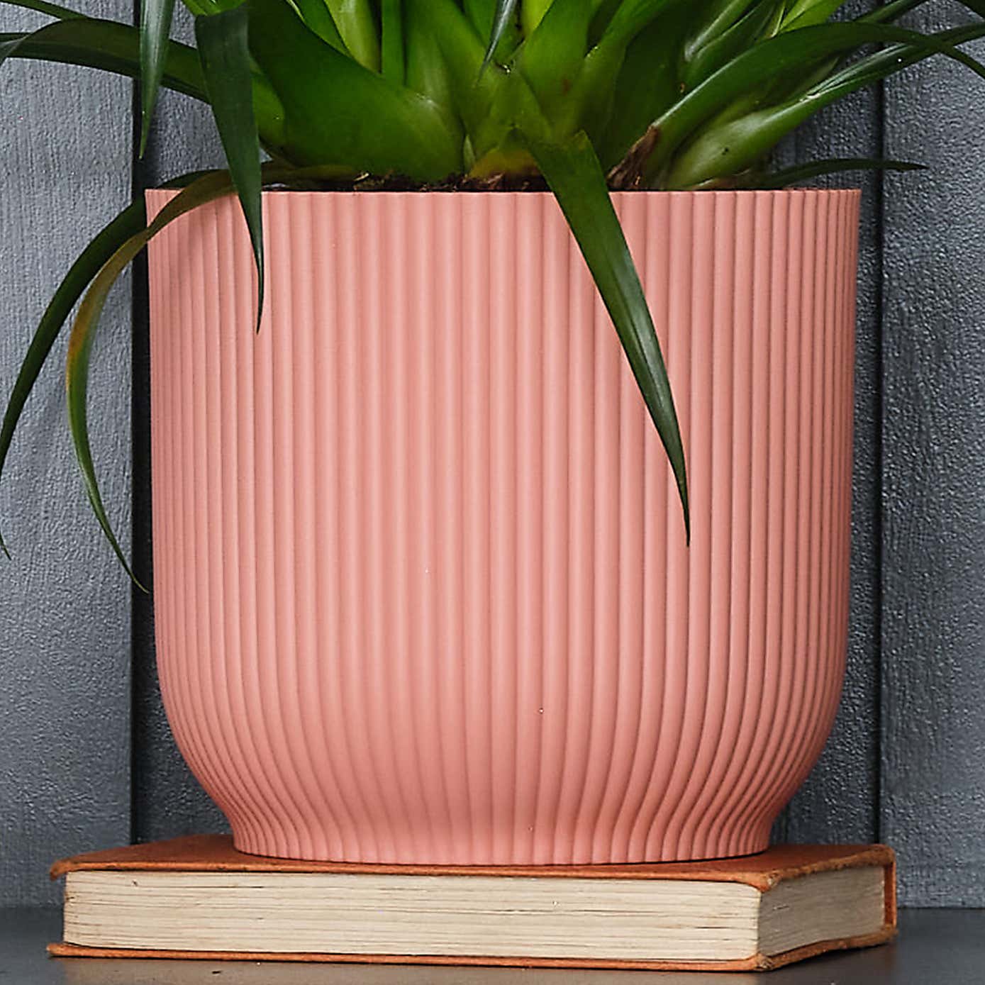 Vriesea Astrid House Plant in Elho Pot