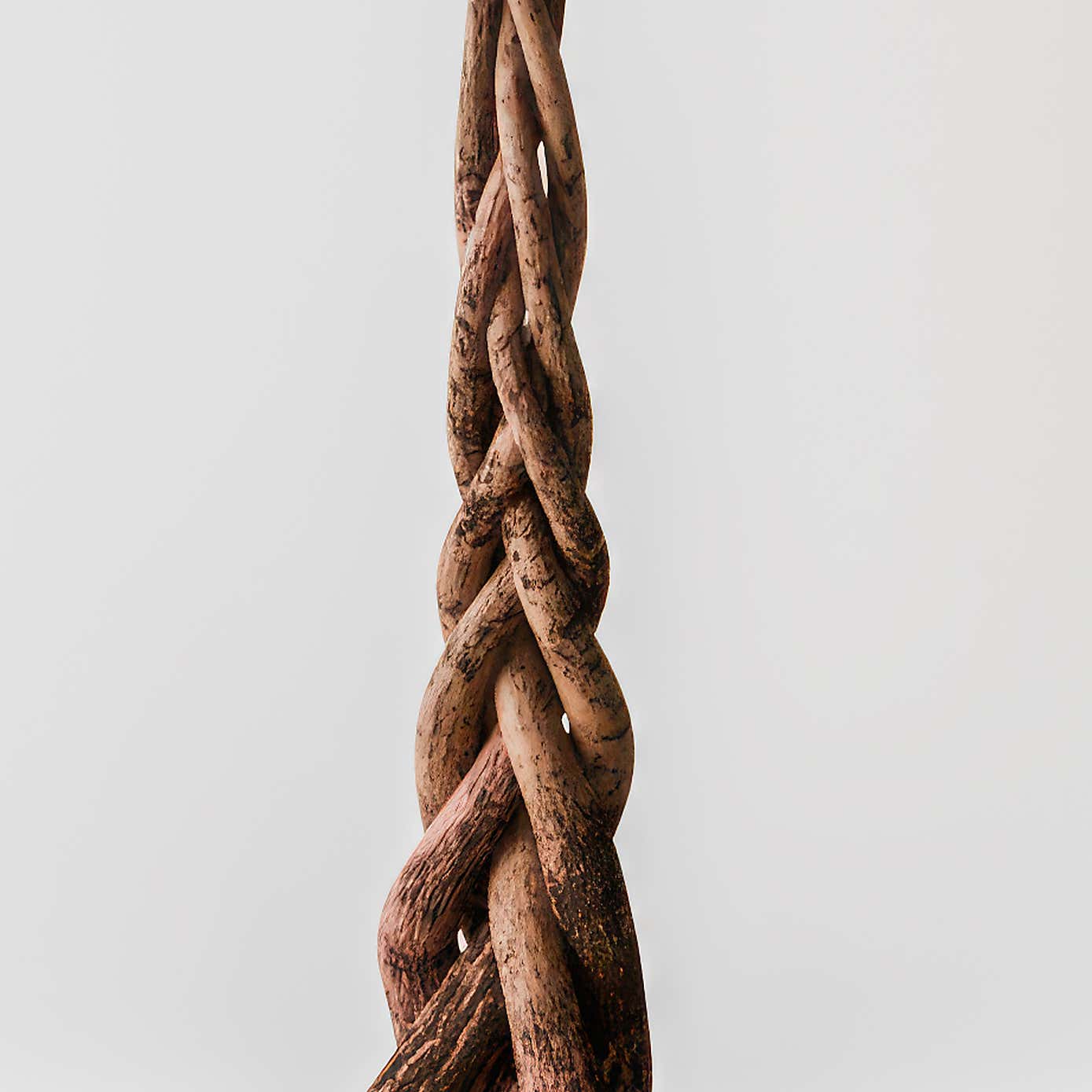 Money Tree House Plant in Elho Pot