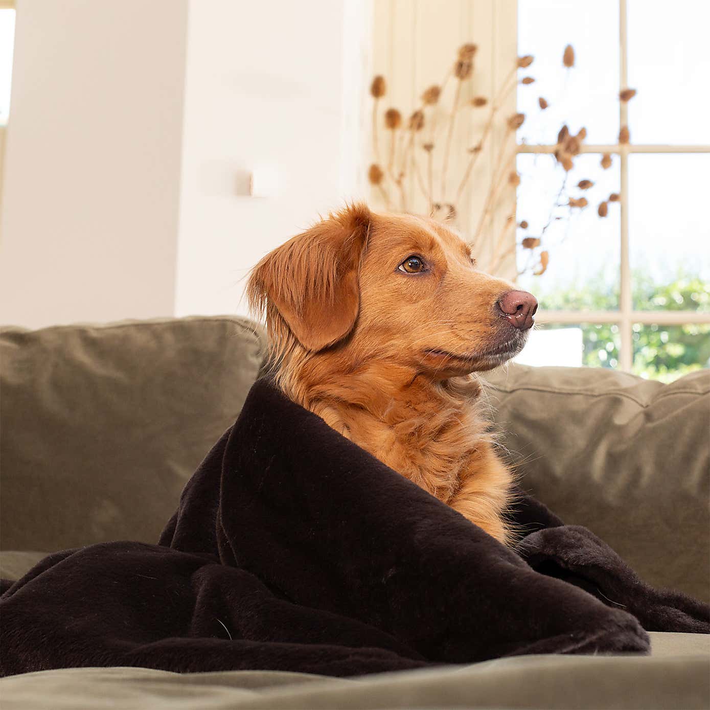 Lords and Labradors Faux Fur Pet Blanket