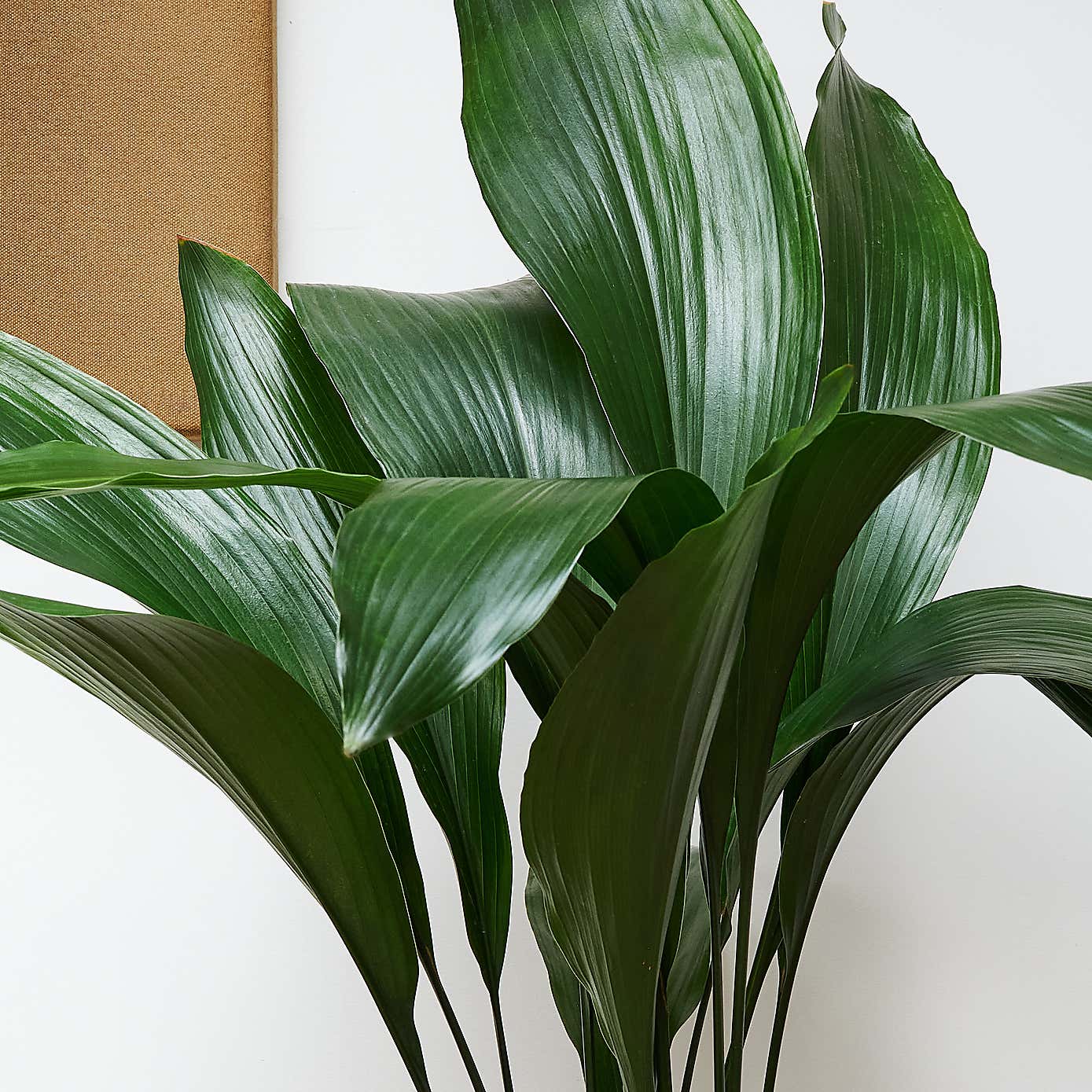 Beards & Daisies Cast Iron House Plant in Earthenware Pot