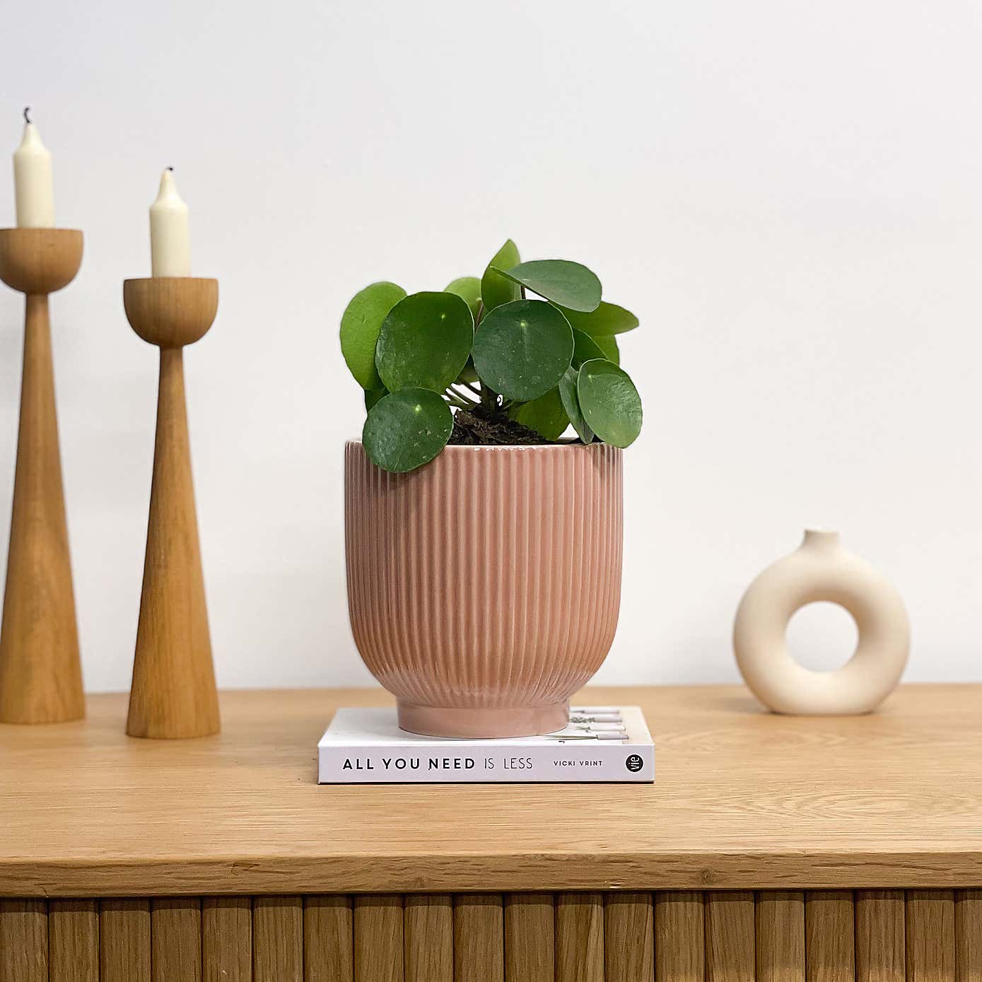 Chinese Money House Plant in Ribbed Pot