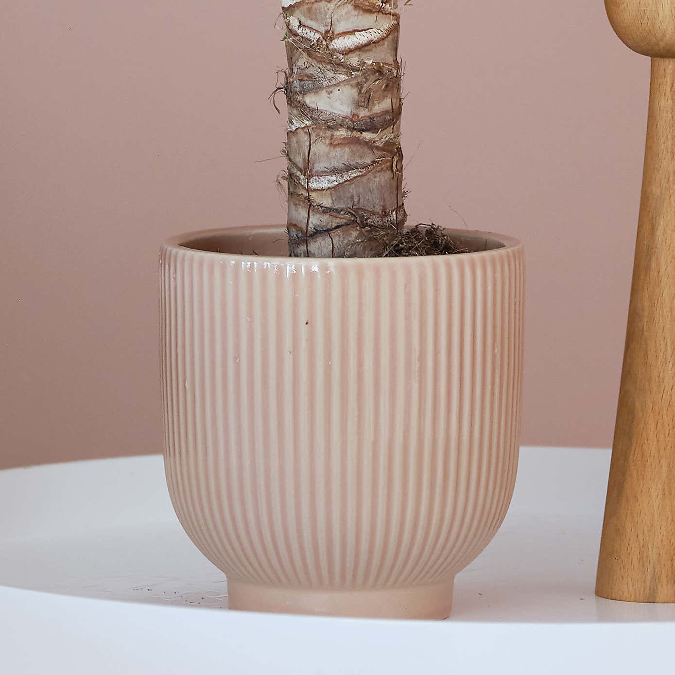 Yucca House Plant in Ribbed Pot