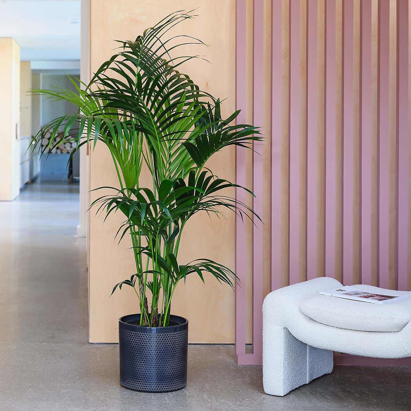 Kentia Palm House Plant in Capri Pot