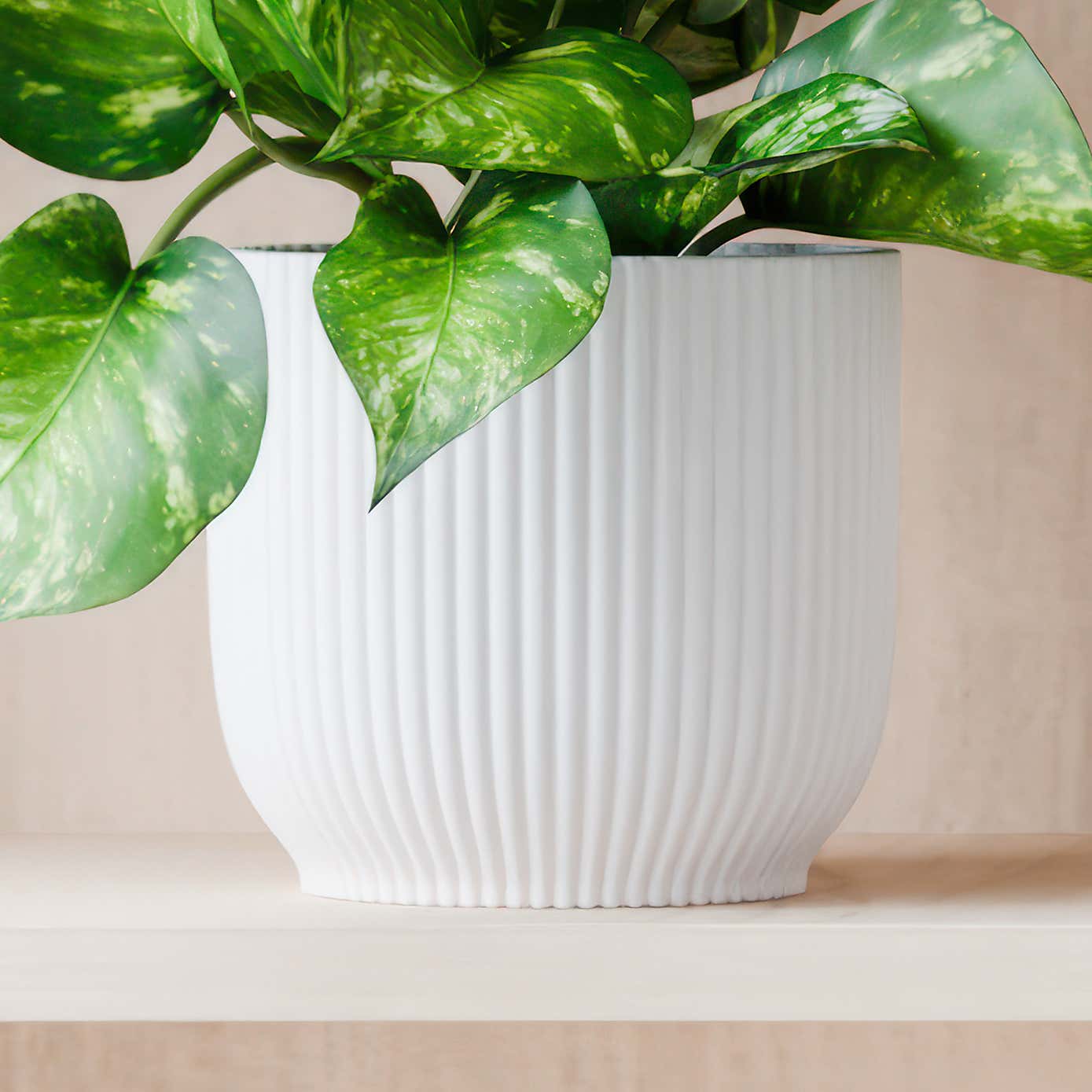 Beards & Daisies Marble Queen Pothos House Plant in Elho Pot