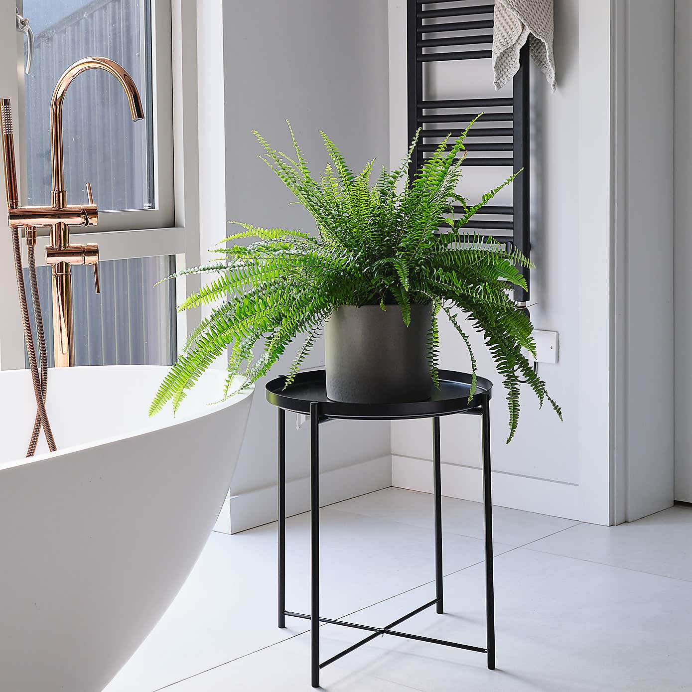 Boston Fern House Plant in Earthenware Pot