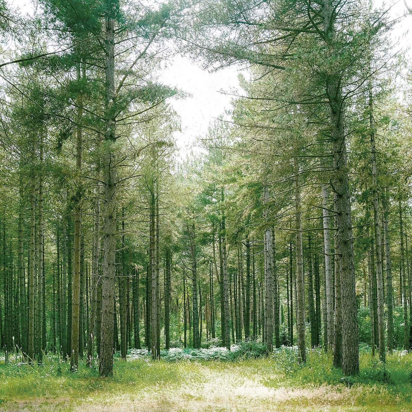 Forest Wilderness Green Mural