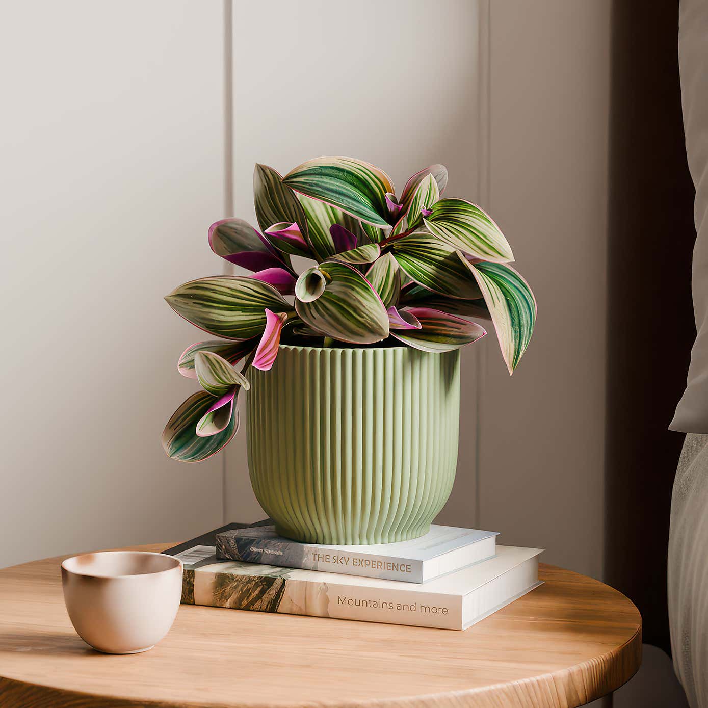 Tradescantia Nanouk House Plant in Elho Vibes Pot