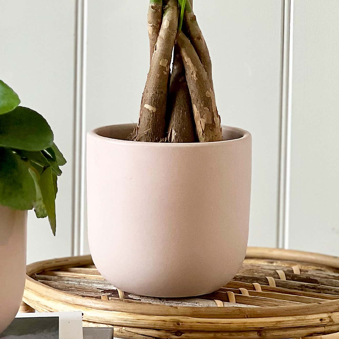 Good Fortune Potted House Plant Bundle