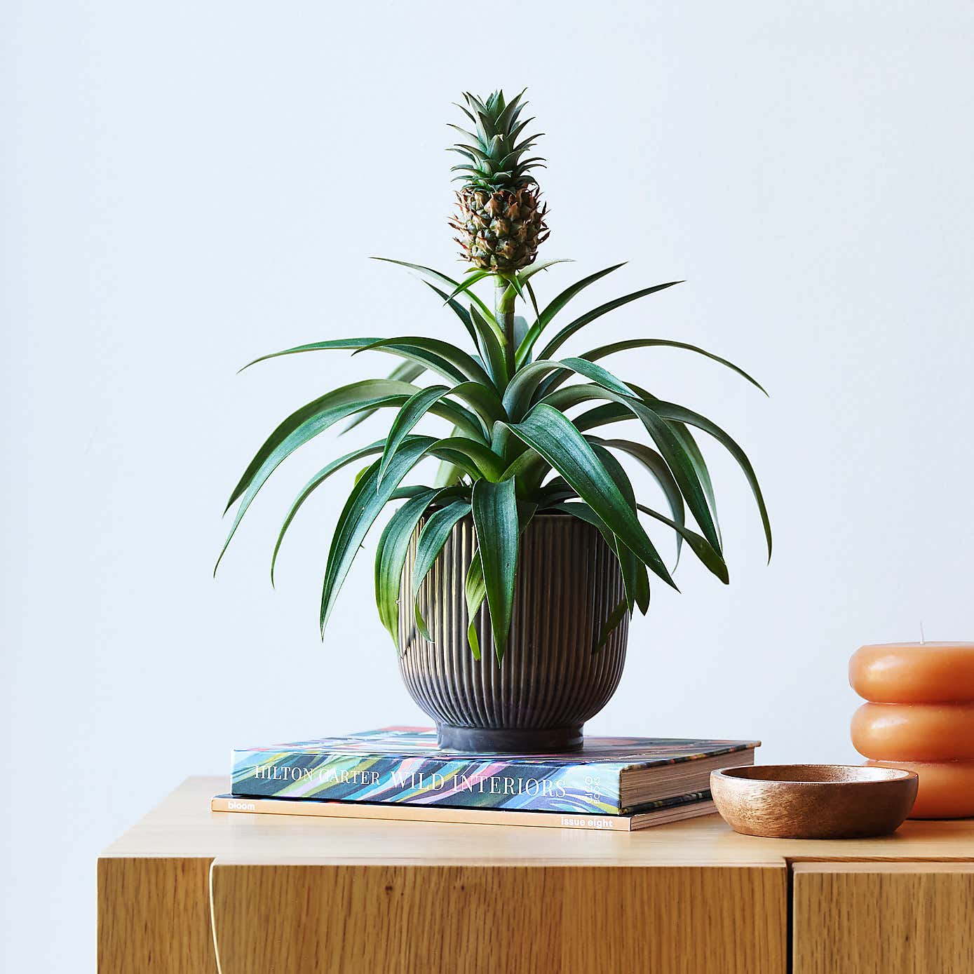 Pineapple House Plant in Ribbed Pot