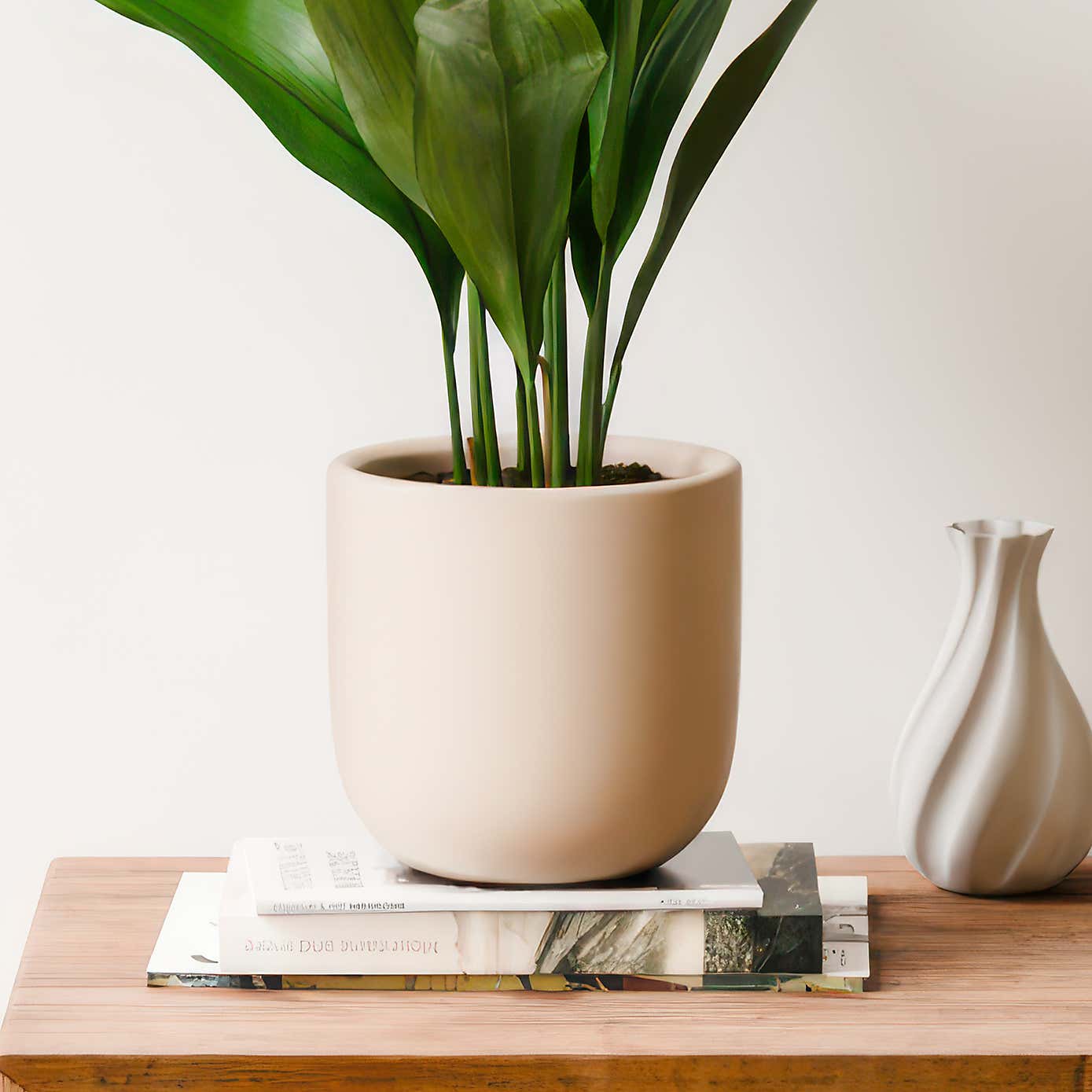 Beards & Daisies Cast Iron House Plant in Earthenware Pot