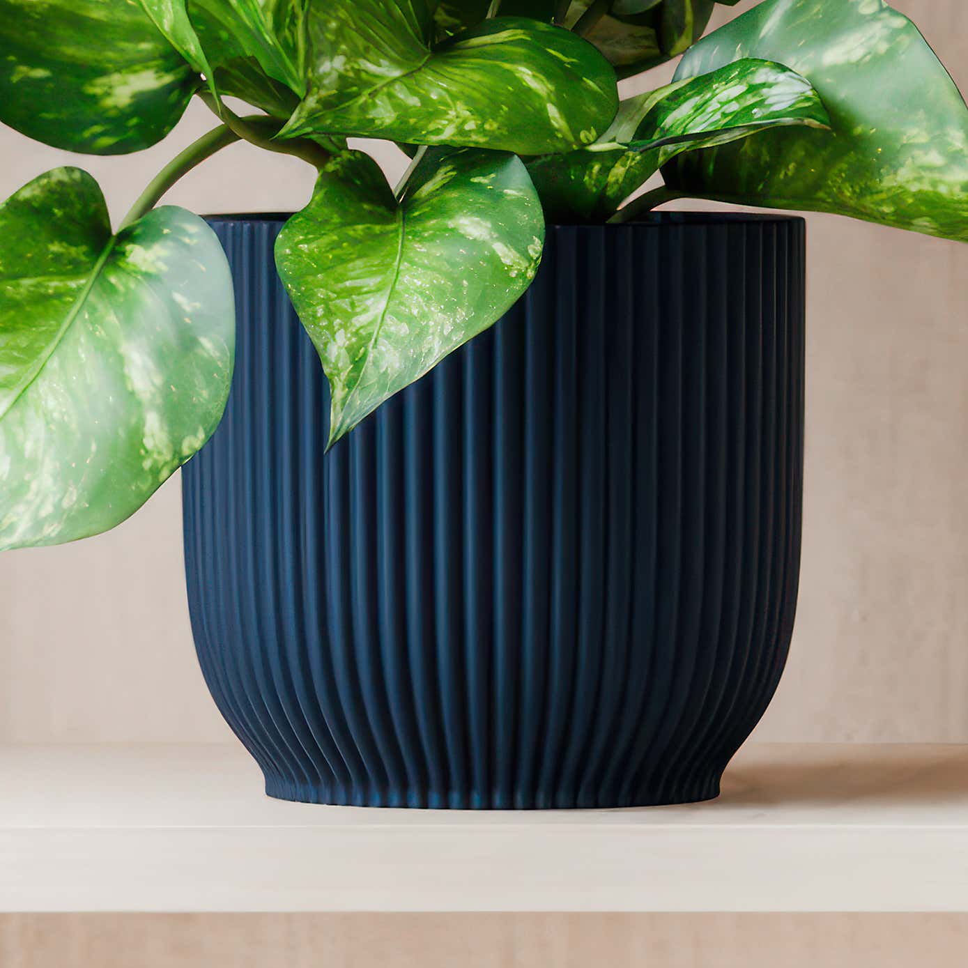 Beards & Daisies Marble Queen Pothos House Plant in Elho Pot