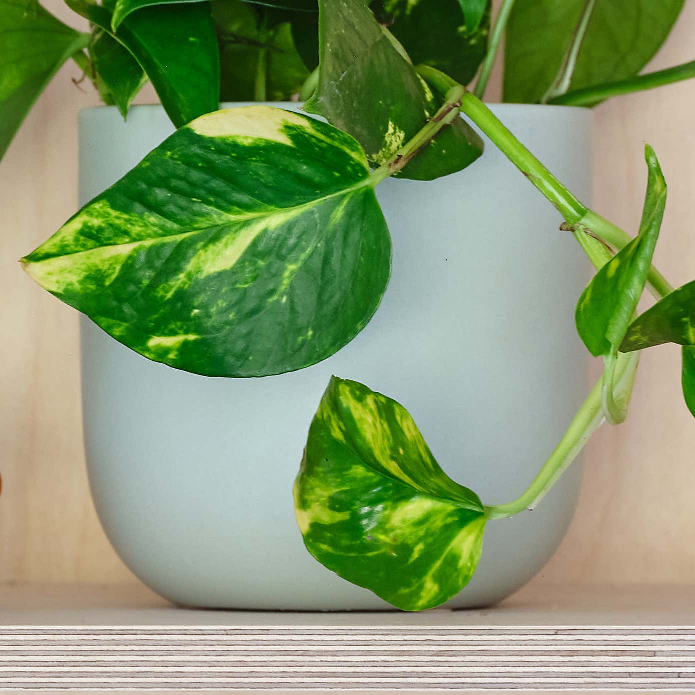 Devil's Ivy House Plant in Earthenware Pot