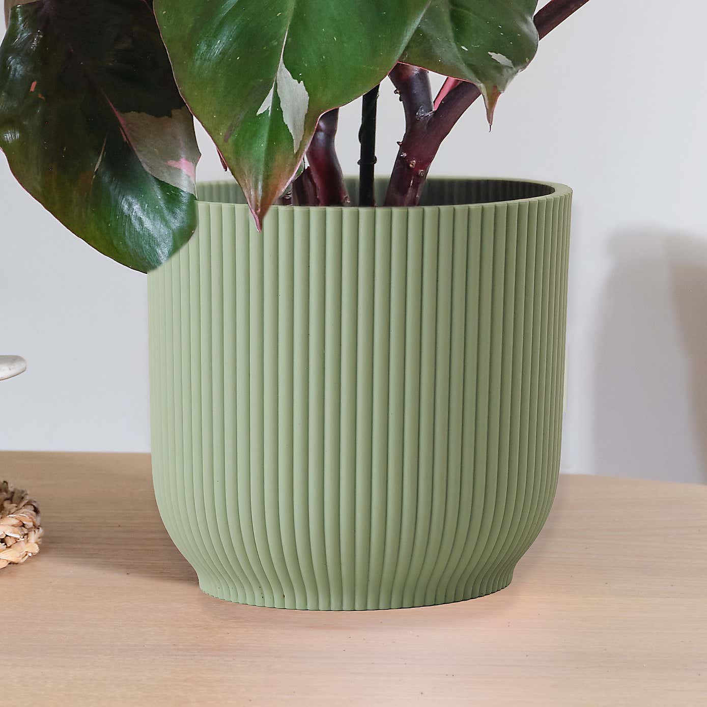 Philodendron Pink Princess in Elho Pot