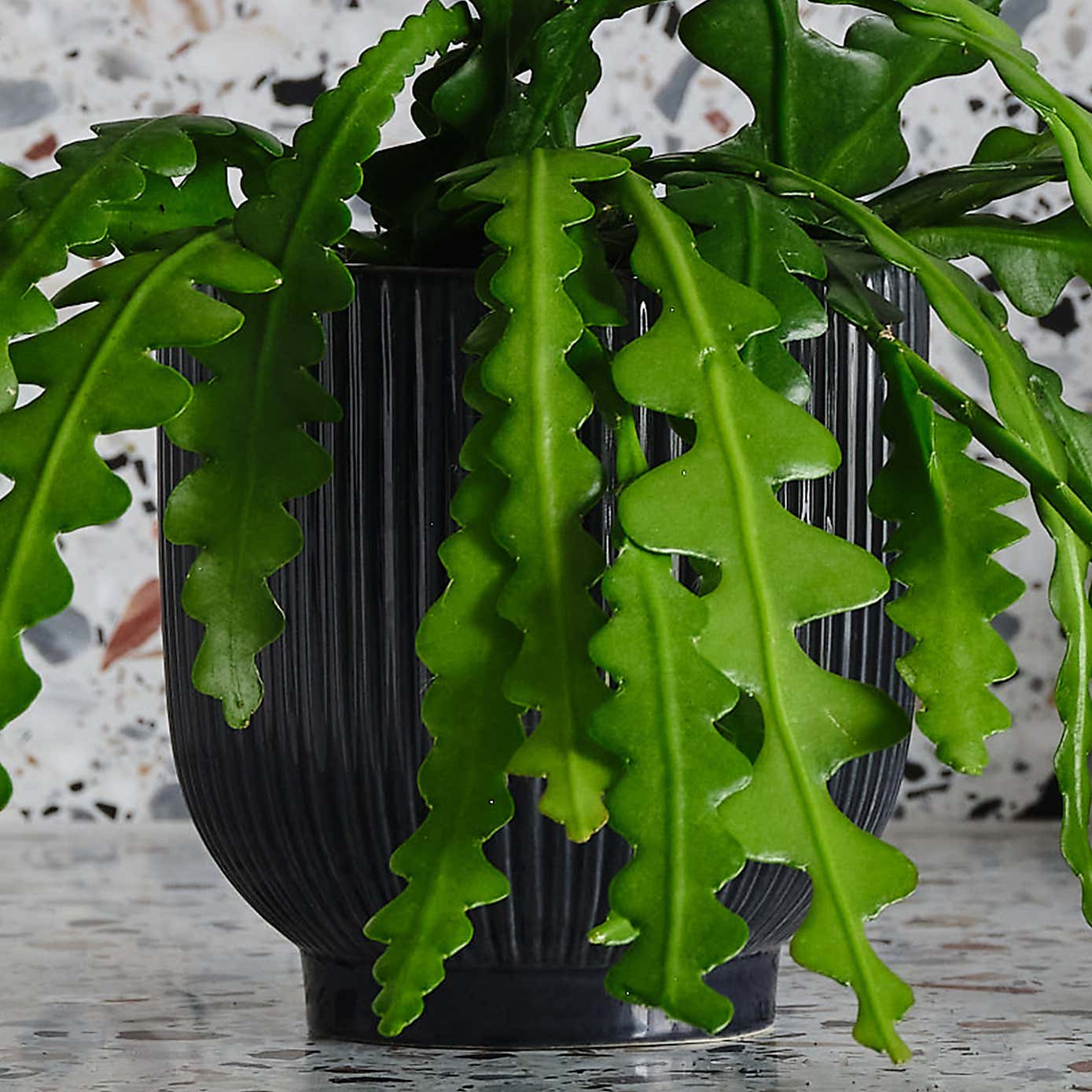 Fishbone Cactus House Plant in Ribbed Pot