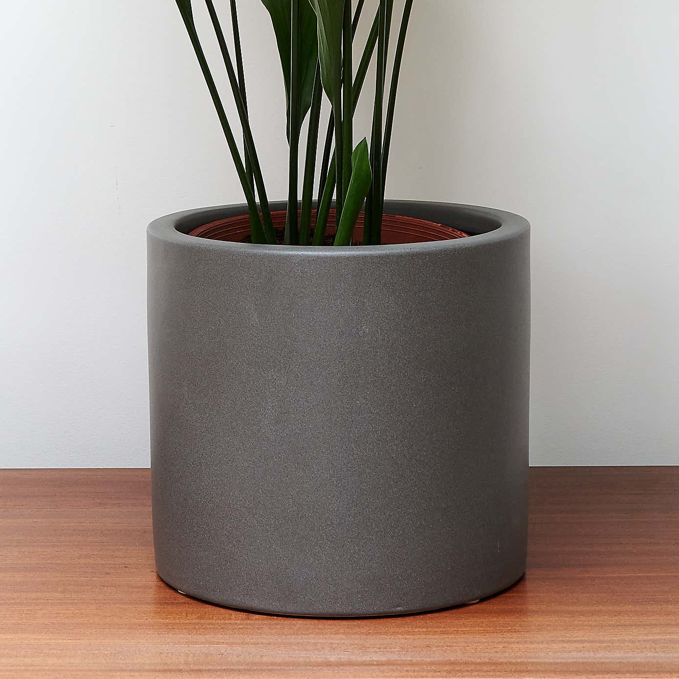 Beards & Daisies Cast Iron House Plant in Earthenware Pot