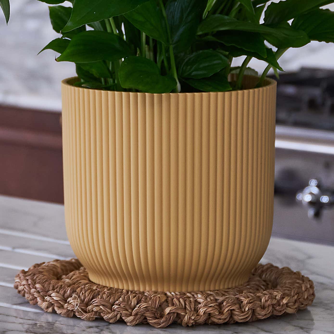 Beards & Daisies Blooming Beautiful Pair Dendrobium Peace Lily House Plant in Vibes Pot