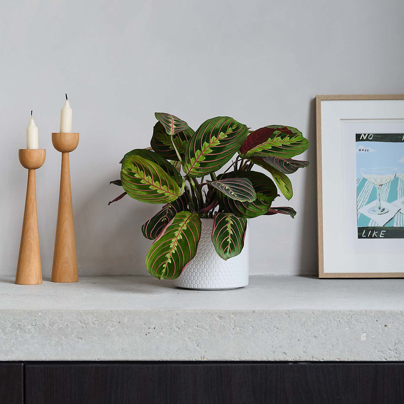 Prayer House Plant in Capri Pot