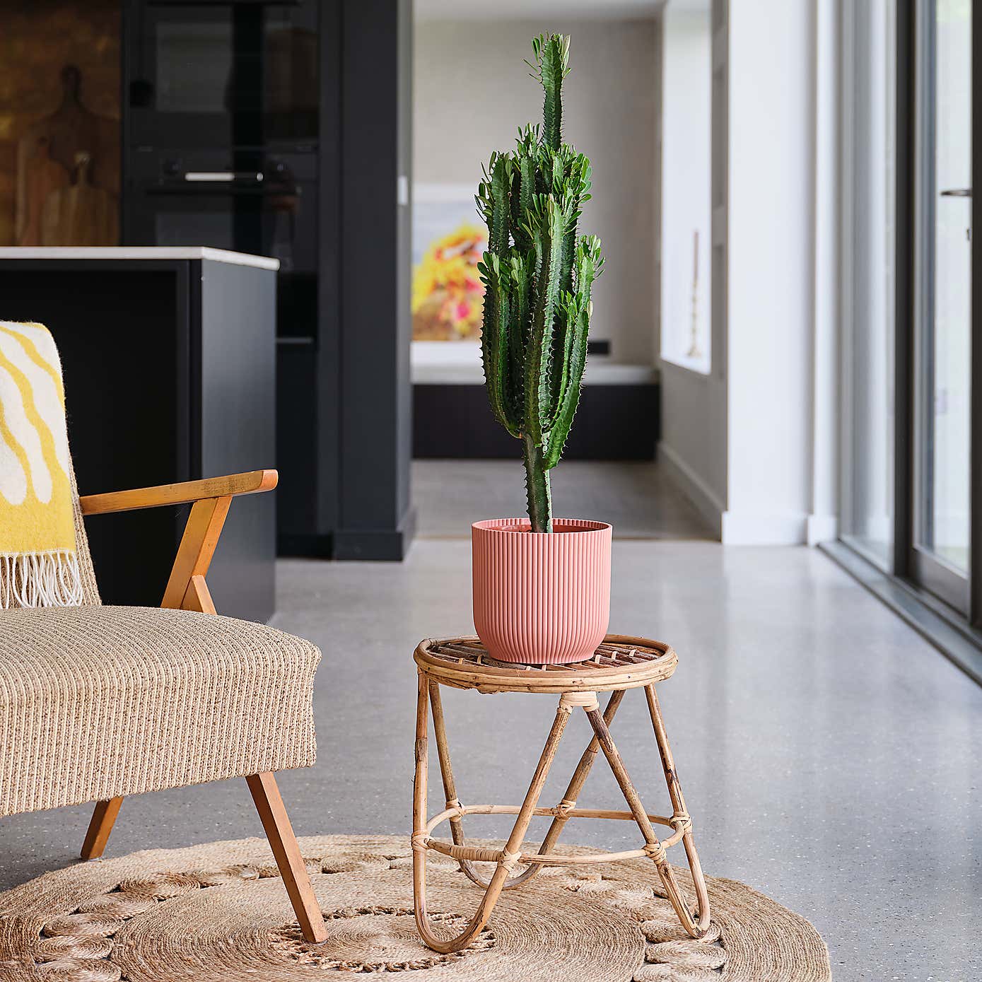 Euphorbia Trigona House Plant in Elho Pot