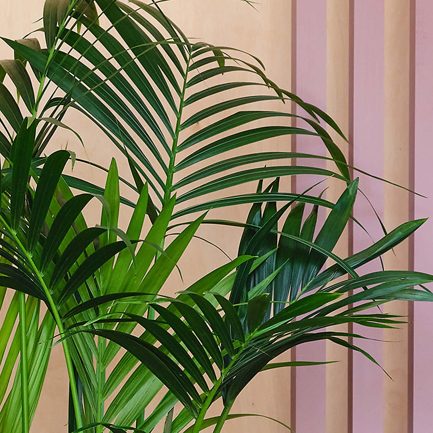 Kentia Palm House Plant in Elho Pot