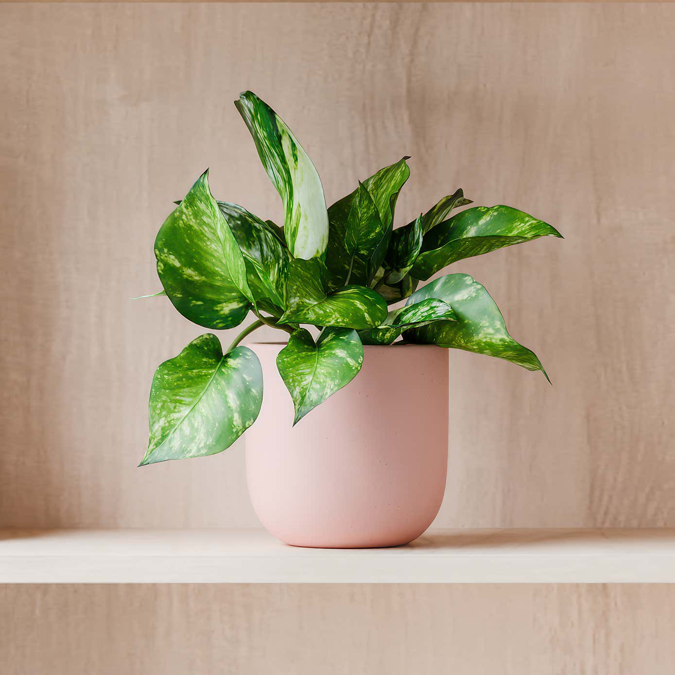 Beards & Daisies Marble Queen Pothos House Plant in Earthenware Pot